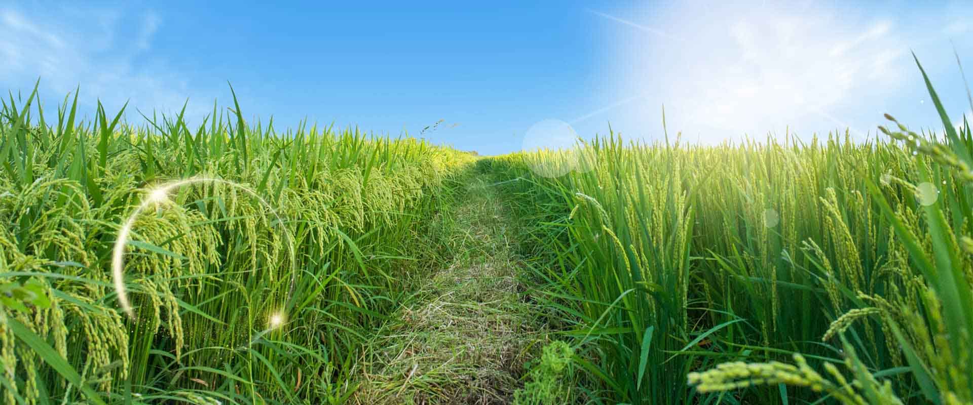 高標(biāo)準(zhǔn)農(nóng)田觀測場農(nóng)業(yè)四情監(jiān)測建設(shè)可行性方案